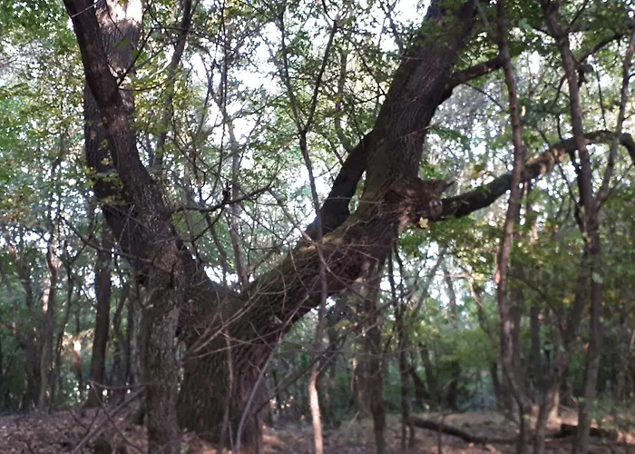 別荘 Jolanda Vendeghaz Szálka